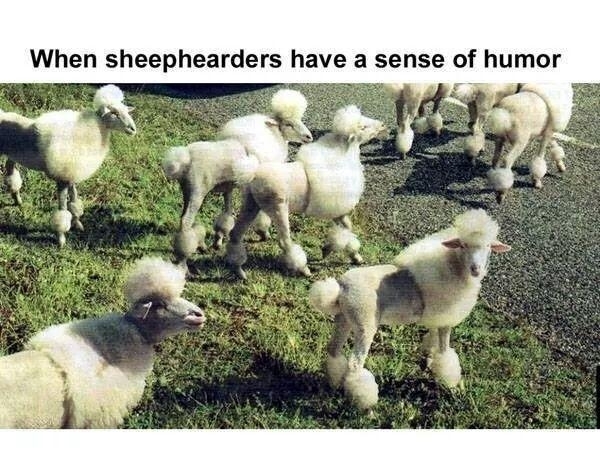 When sheepherders have a sense of humor