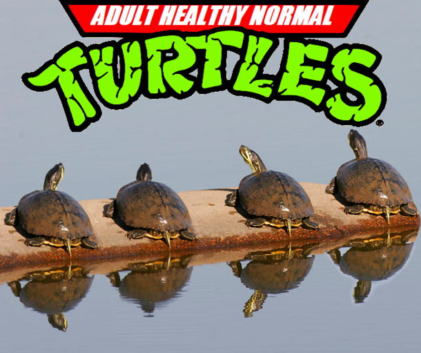 When the evil Shredder attacks these turtle males will jump into a body of water in an attempt to escape