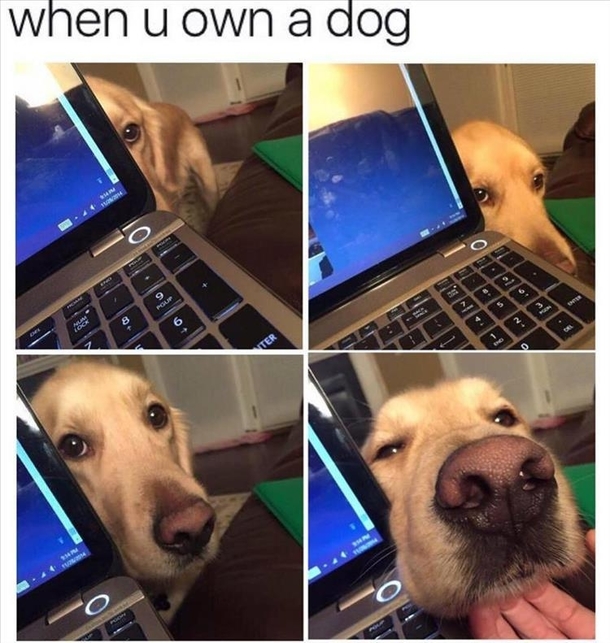 When you own a DOG 