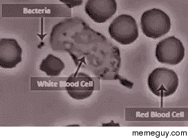 white blood cell chases bacteria