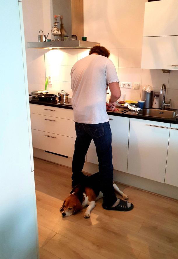 Who can relate Cooking with a dog