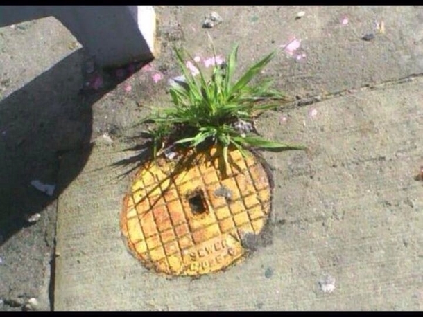 Who lives in a pineapple under the street