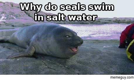 Why do seals swim in salt water