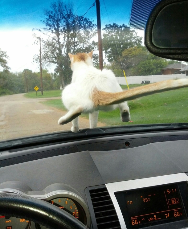 Wife drives to grandmas house Amount of fucks given by our new rescue cat zero