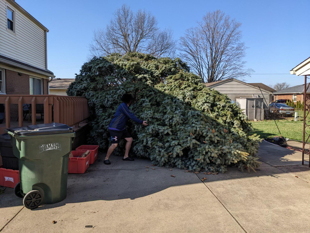 Windstorm took down the tree in my brothers back yard He sent this picture to the family with the caption Its a real beaut Clark Someone help me get it inside