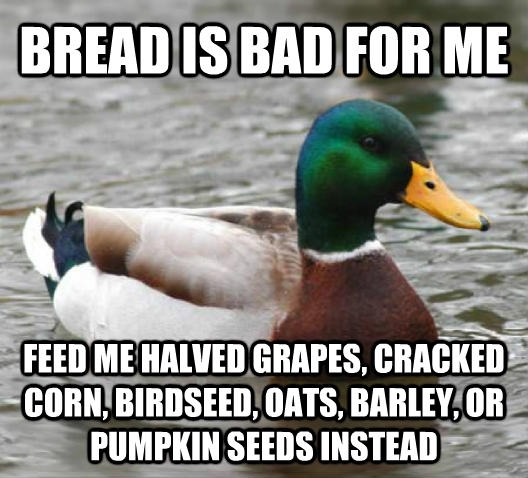 With spring upon us here is some advice for our beloved mallard