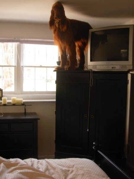 Woke up in the morning to find my  pound Irish setter on top of my  foot armoire I have no idea how long he was up there