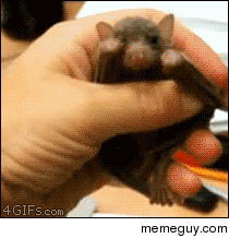 Yawning bat