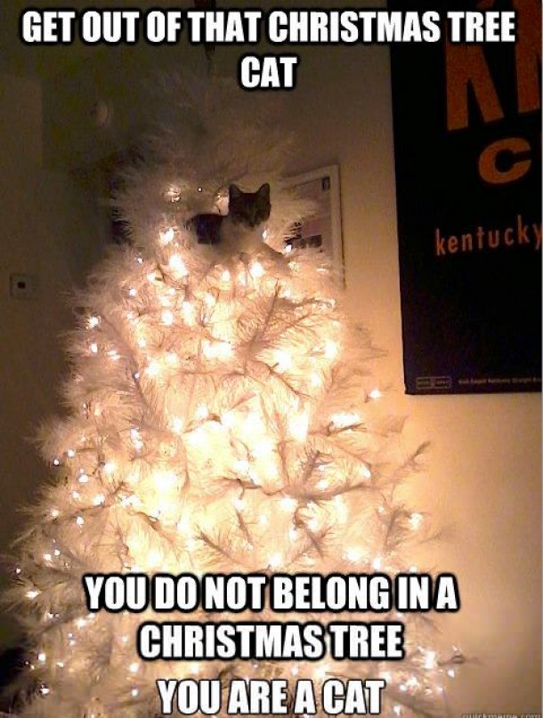 You do not belong in a Christmas Tree