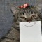 Pic #1 - Cat with paper drawn expressions