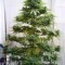 Pic #1 - Just bought my Christmas Tree from the market and the man said if i gave it plenty of light and water he would even and come and take it away for me come February