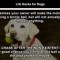 Pic #1 - Life Hacks for Dogs Bark Yeah