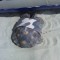 Pic #1 - This is a turtle with a knife strapped to its shell secured with an army-cameo bandana I bumped into it on the beach  mile from where the water meets the sea Curious if it was someones pet I traced its trail in the sand which lead straight into t