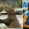 Pic #10 - Capybaras That Look Like Rafael Nadal