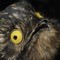 Pic #11 - The Potoo bird always looks like it saw something horrifying