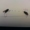 Pic #14 - Sometimes i get bored at work Have some dead flies 