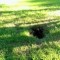 Pic #2 - Friend found something weird in a burrow