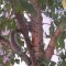 Pic #2 - My friend texted me saying she was watching a squirrel eat a pizza in a tree I said Pics or it didnt happen She replied with these