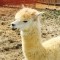 Pic #2 - My mothers alpaca underscoring the importance of camera angle