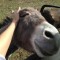 Pic #2 - My neighbor has a mini donkey that will chase you up the driveway until you scratch his head