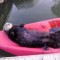 Pic #3 - A seaotter friend I met the other day