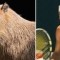 Pic #3 - Capybaras That Look Like Rafael Nadal