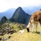 Pic #3 - I was top comment earlier on a post about a llama in Machu Piccu You guys sent me a bunch of funny llama pics as replies so I compiled them all into  album Enjoy
