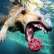 Pic #4 - Dogs  ball  Underwater camera