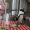 Pic #4 - Penguin couple celebrates nd Valentines Day
