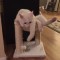 Pic #5 - My cat tried his damnedest to fit in this deceivingly undersized cat tree from Groupon