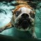 Pic #6 - Dogs  ball  Underwater camera
