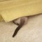 Pic #7 - Pets who completely suck at hide and seek