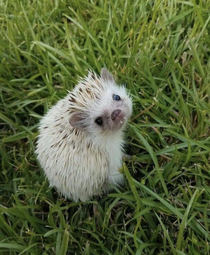    A hedgepire Check out those itty bitty fangs