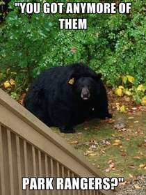  A ridiculously fat bear spotted in Simsbury Ct