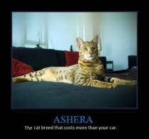 Ashera