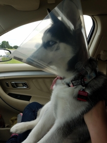  brought our husky to get spayed this morning Im pretty sure she is plotting my death