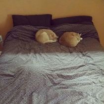  cats on the bed One didnt enjoy moving to the new house