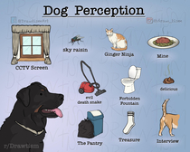  Dog Perception