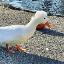  Not saying this duck at my local zoo is the Bob Ross of ducks but Im also not saying he isnt