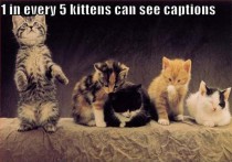  of every  kittens are karma machines