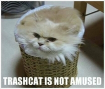 Trashcat