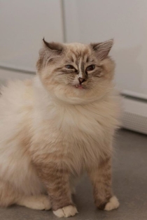 A cat about to sneeze