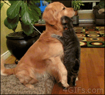 A cat and a dog share how they feel about eachother