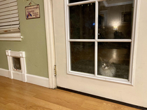 A cat that refuses to use the cat door