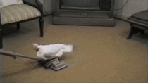 A chicken in a house riding a vacuum laying an egg