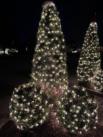 A Christmas tree I saw erected