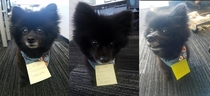 A coworkers dog keeps coming to my desk because I have dog treats I left her with some messages