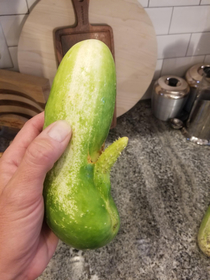 A cucumber from my garden this past summer had different aspirations