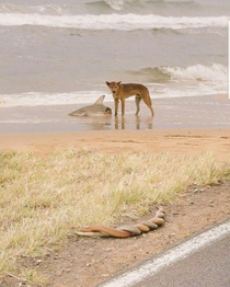 A dingo eating a shark  snakes having sex welcome to Australia