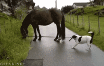 A dog trying to walk a horse